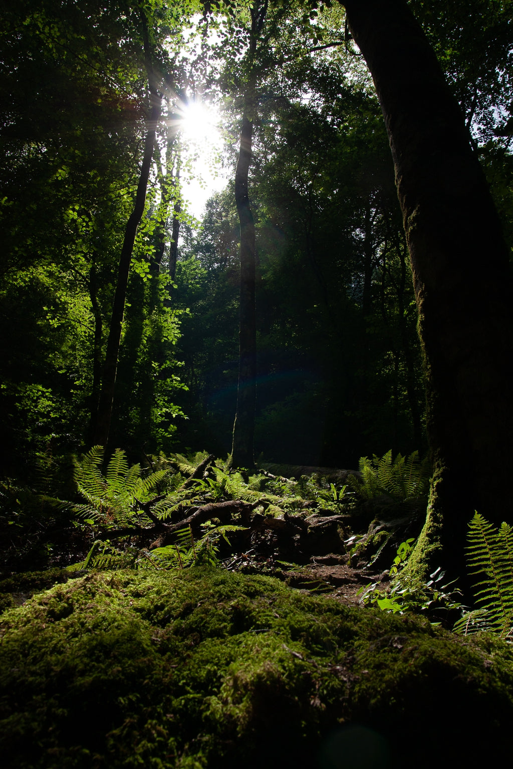 Stage d'initiation photo et journée photo Pays Basque