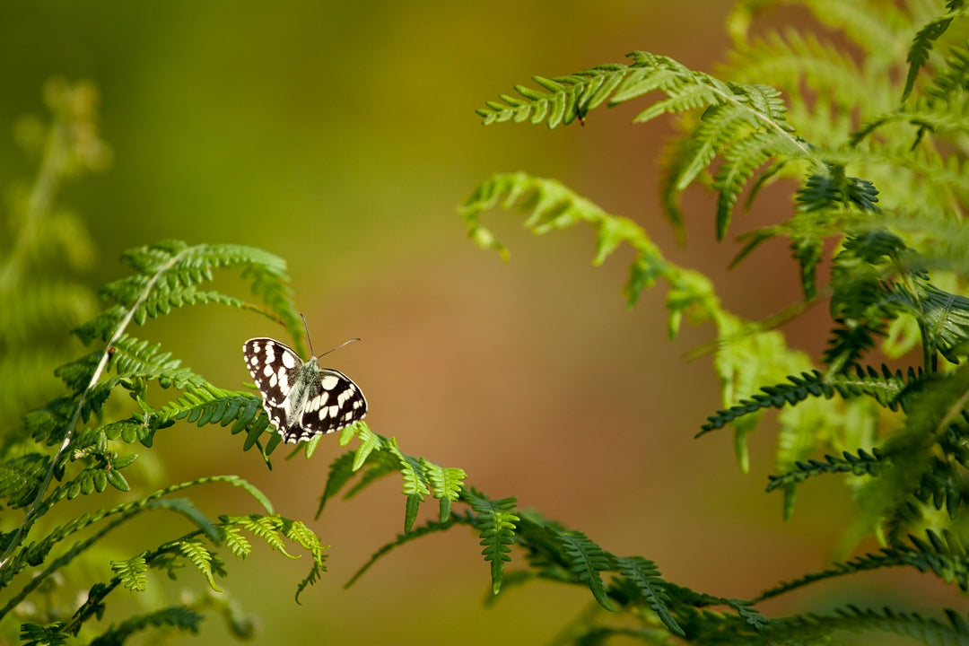 Stage photo Pays Basque