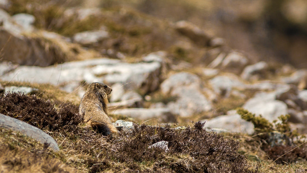 Stage photo montagne privé deux jours