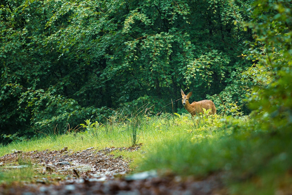 Stage d'initiation photo et journée photo Pays Basque