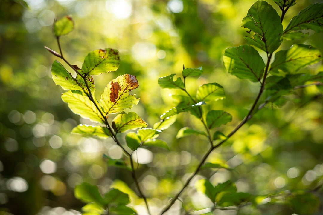 Stage d'initiation photo et journée photo Pays Basque
