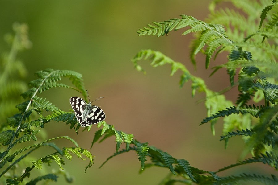 Offrir un stage photo